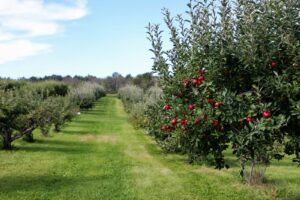 Apple orchard rows in late summer